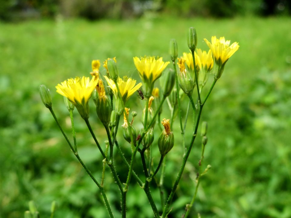 20140625Lapsana_communis