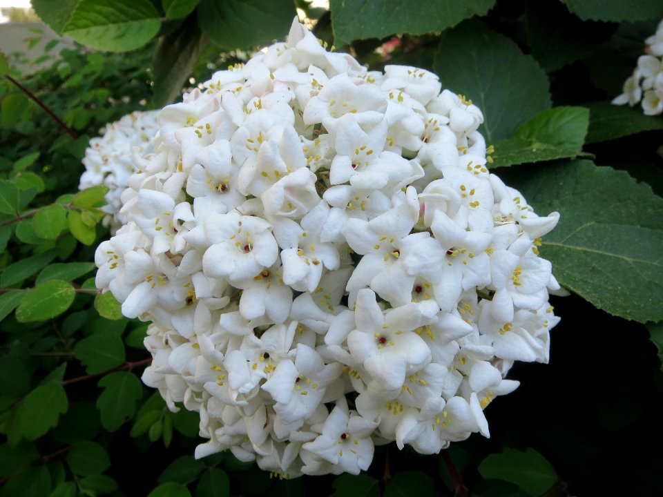 20140417Viburnum_lantana1