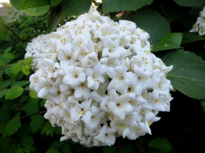 20140417Viburnum_lantana1