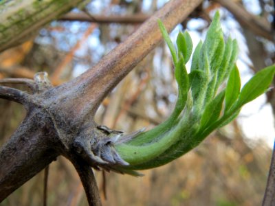 20140316Clematis_vitalba2