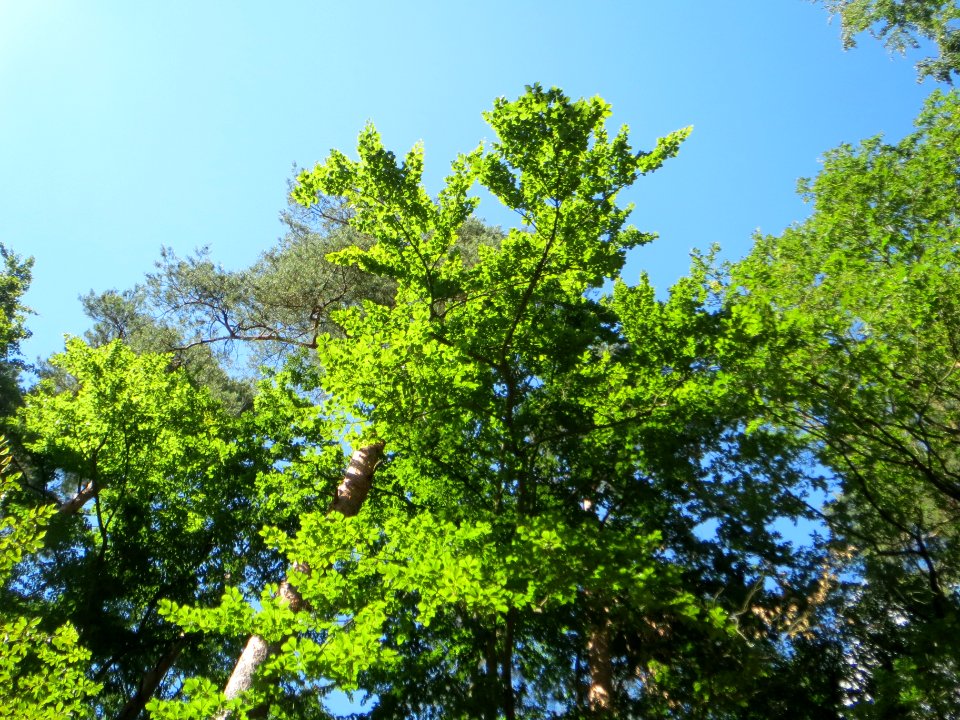 20140625Fagus_sylvatica3