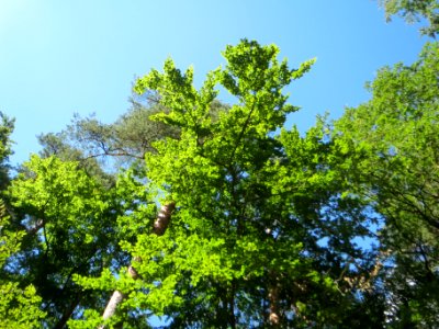 20140625Fagus_sylvatica3