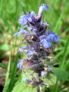 20140418Ajuga_genevensis2