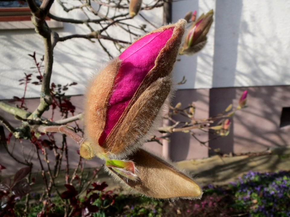 20140303Magnolie_Hockenheim2