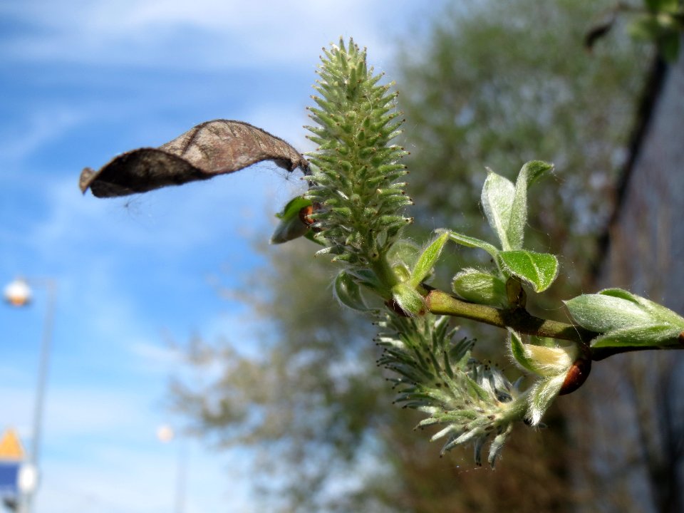 20140417Salix_caprea