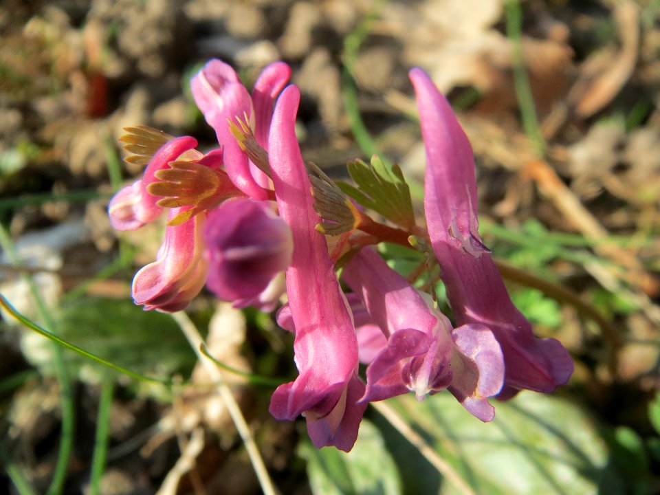 20140316Corydalis_solida5