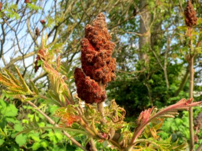 20140410Rhus_typhina4 photo