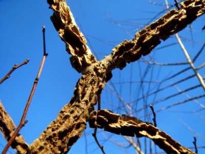 20140320Ulmus_minor1