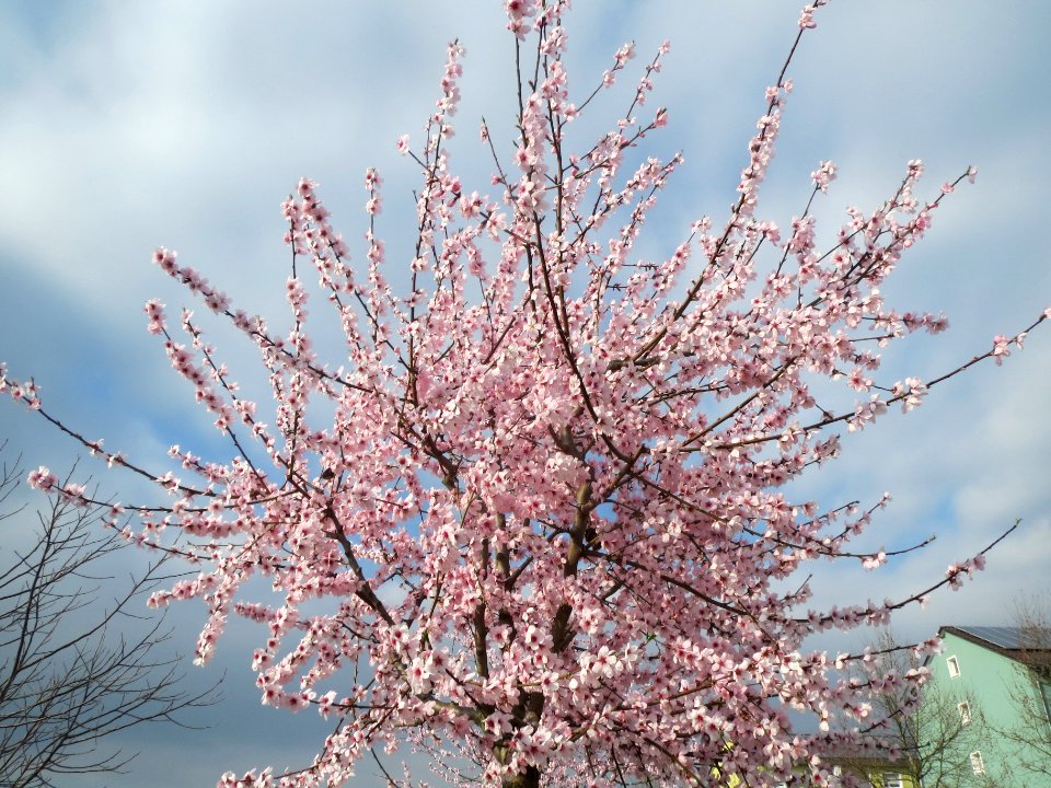 20140316Mandelbluete_Bruehl03