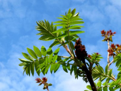 20140410Rhus_typhina1
