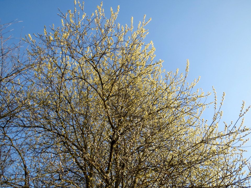 20140314Salix_caprea1