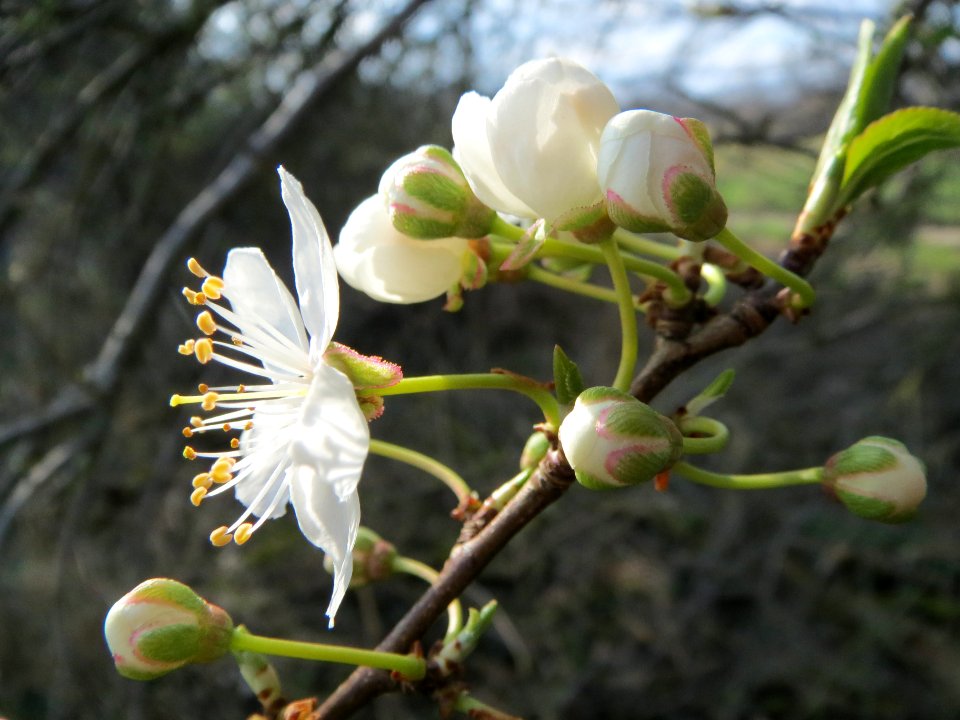 20140304Prunus_cerasifera_Horststuecker3