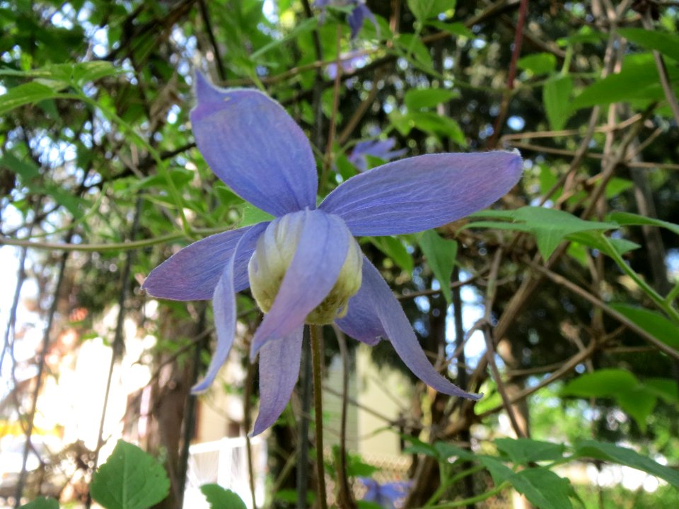 20140411Clematis_alpina2