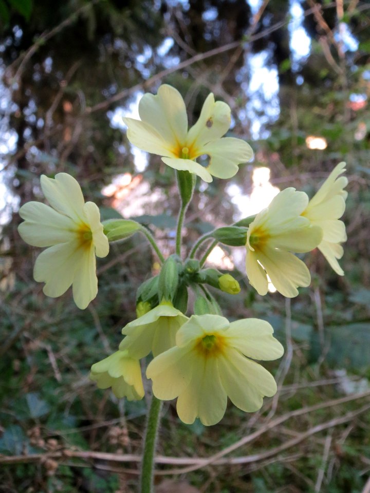 20140313Primula_elatior1