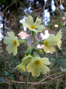 20140313Primula_elatior1