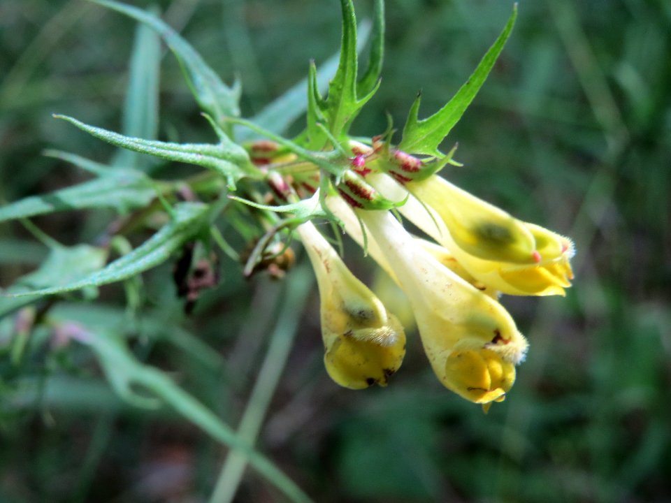 20140625Melampyrum_pratense1
