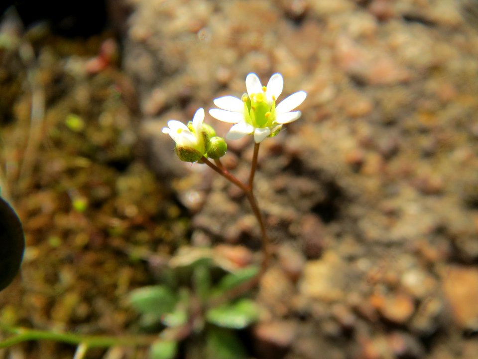 20140314Draba_verna5