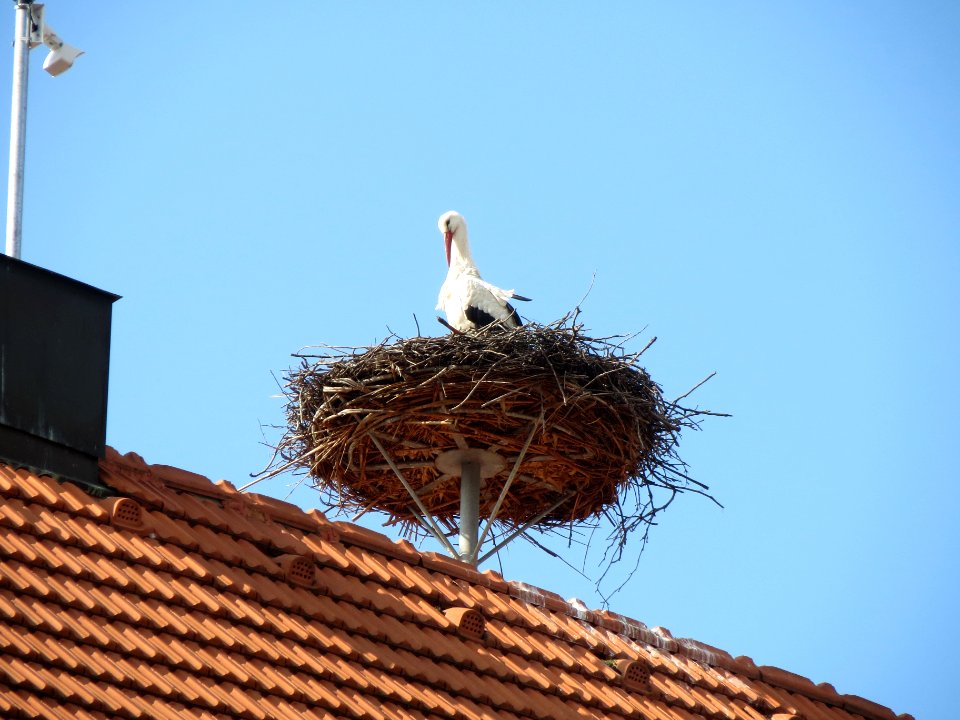 20140305Storchennest_Hockenheim