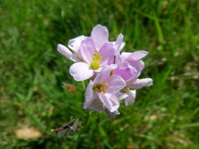 20140413Cardamine_pratensis1