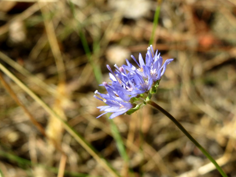 20140625Jasione_montana2