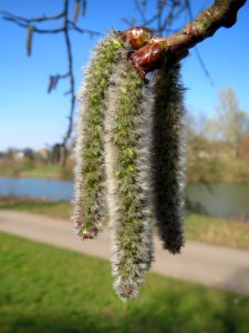 20140312Populus_tremula