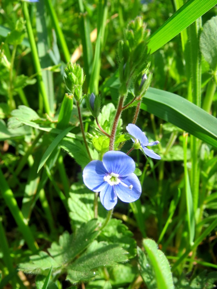 20140410Veronica_chamaedrys