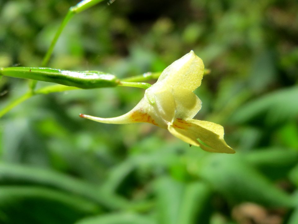 20140625Impatiens_parviflora2