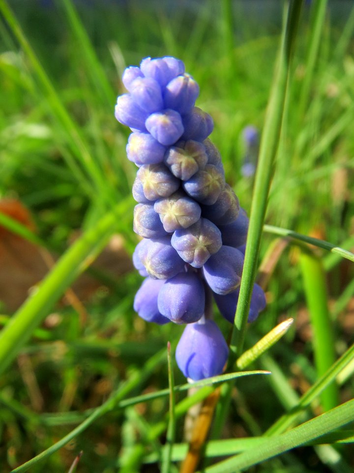 20140313Muscari_armeniacum