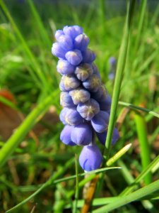 20140313Muscari_armeniacum