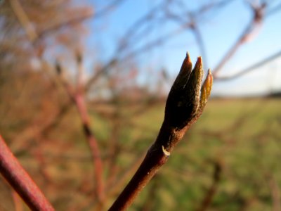 20140304Cornus_sanguinea3