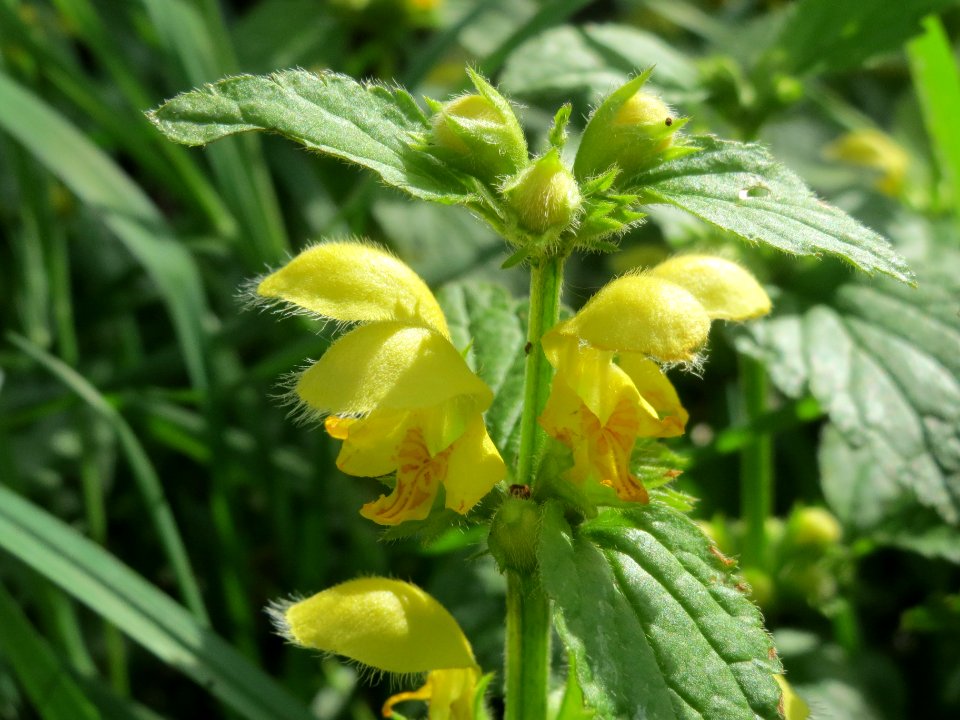 20140408Lamiastrum_galeobdolon2