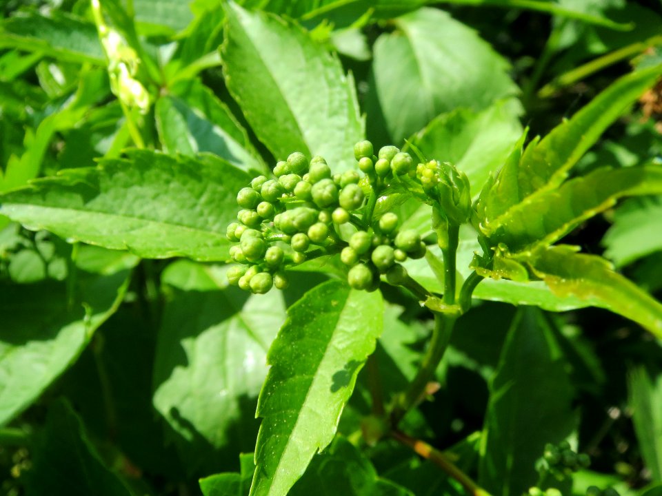 20140425Parthenocissus_quinquefolia1