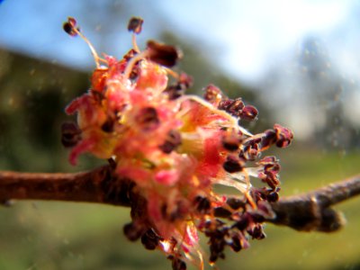 20140311Ulme_St_Arnual2