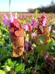 20140302Lamium_purpureum5