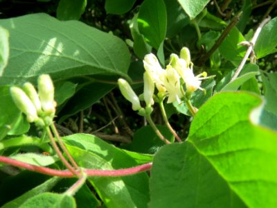 20140408Lonicera_xylosteum