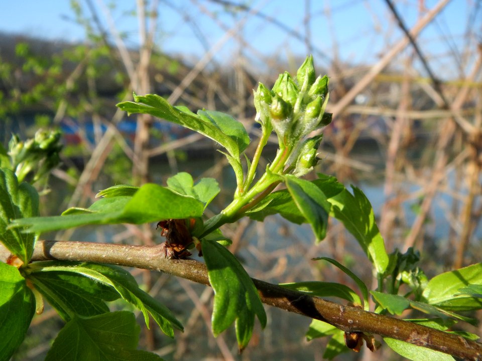 20140314Crataegus_monogyna1