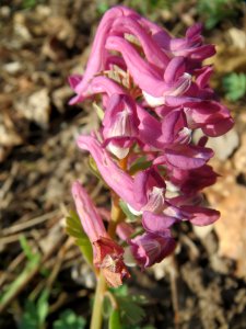 20140316Corydalis_solida3