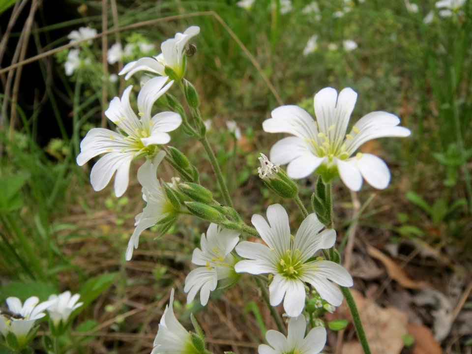 20140408Cerastium_arvense2