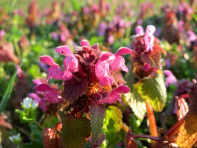 20140302Lamium_purpureum3