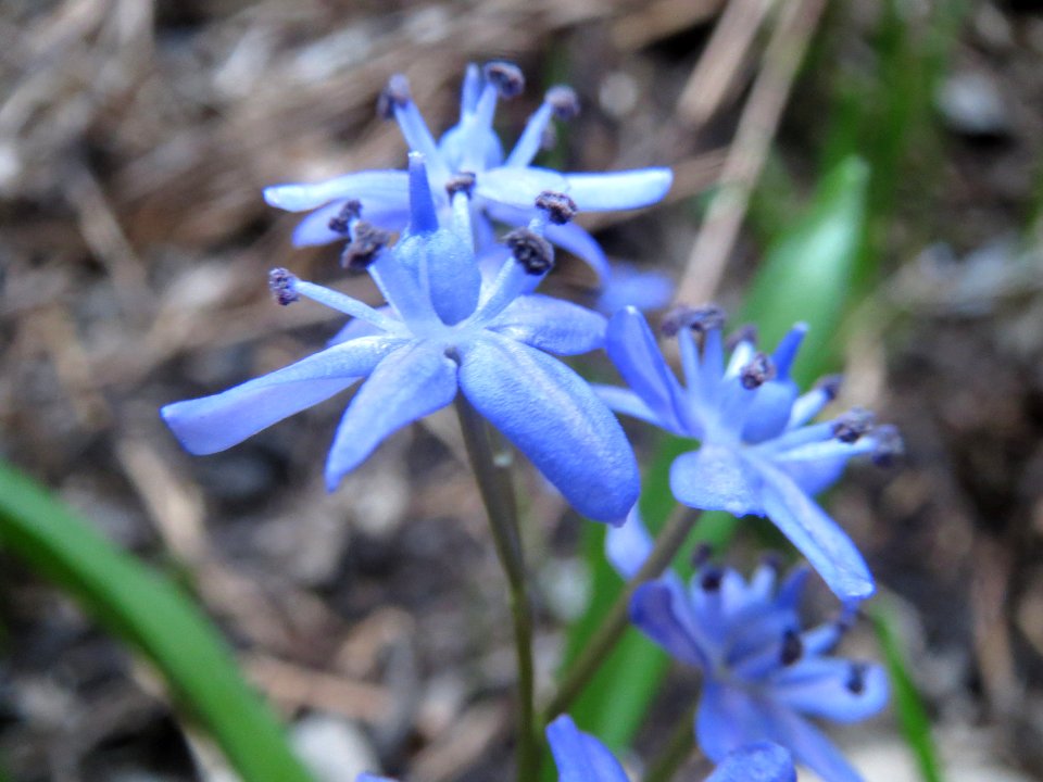 20140313Scilla_luciliae2