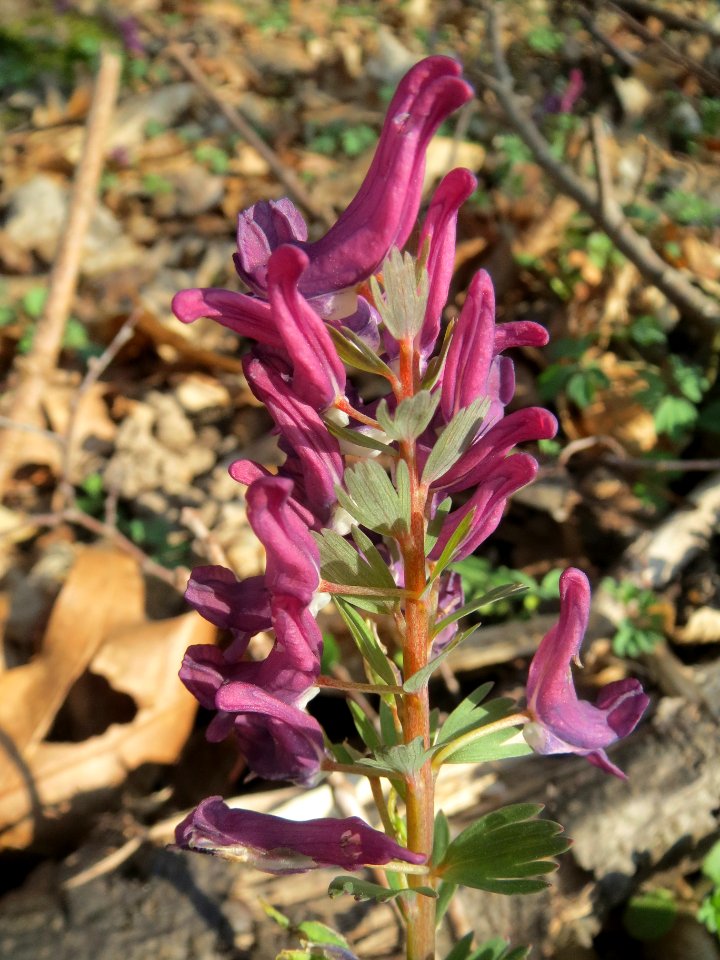 20140316Corydalis_solida6