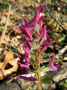 20140316Corydalis_solida6