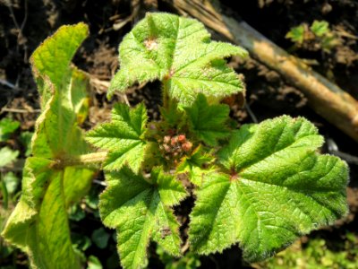 20140302Malva_verticillata