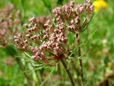 20140413Daucus_carota1