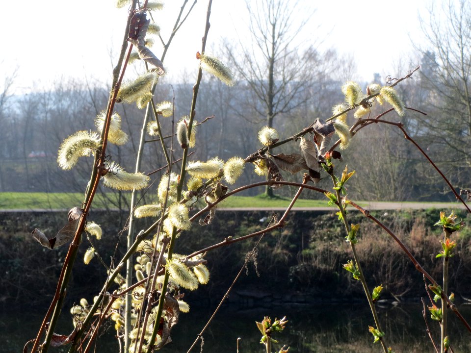 20140314Salix_caprea5