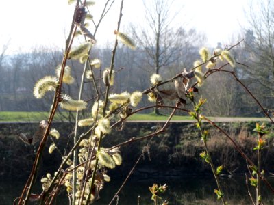 20140314Salix_caprea5