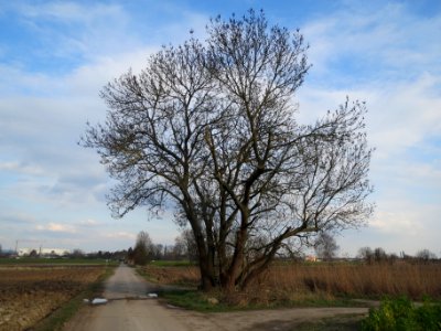 20140304Fraxinus_excelsior1
