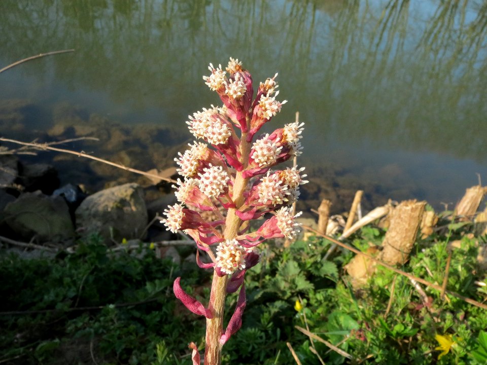 20140314Petasites_hybridus