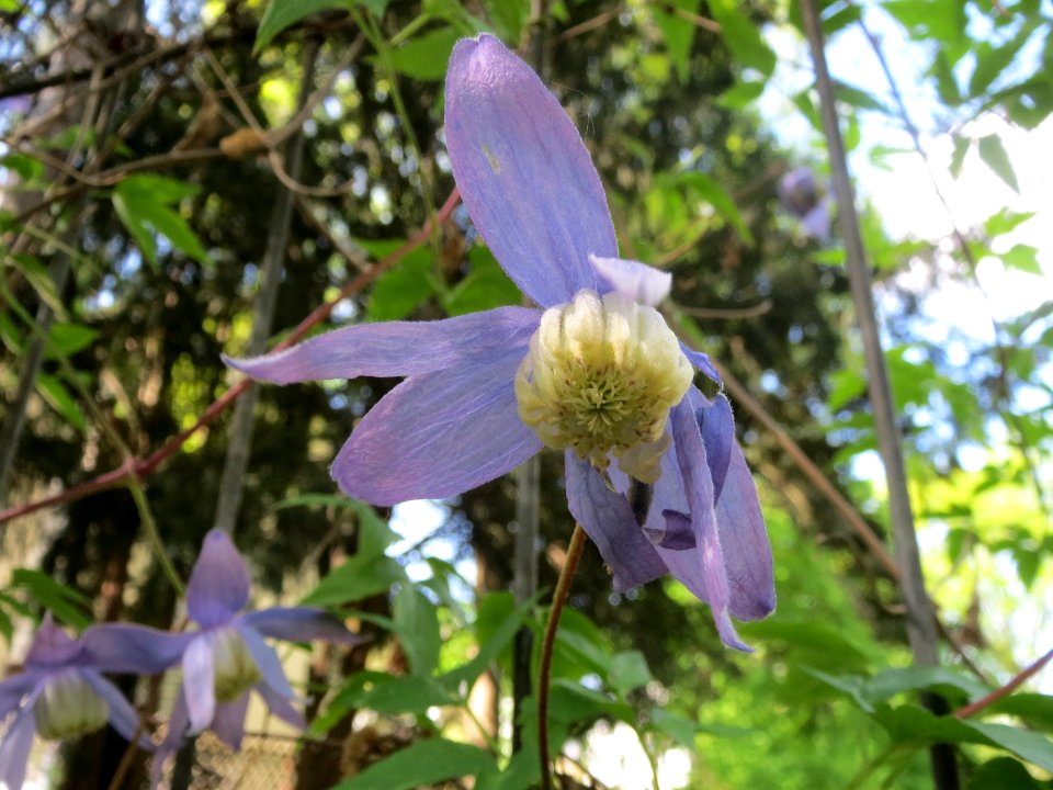 20140411Clematis_alpina1