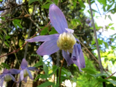 20140411Clematis_alpina1